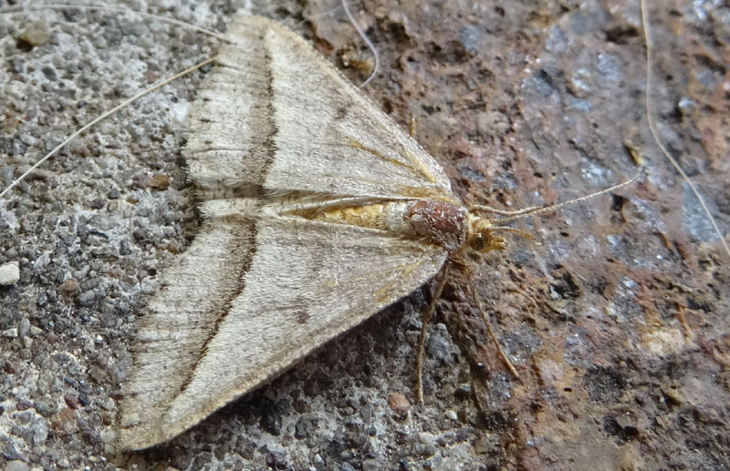 Isturgia arenacearia - Geometridae